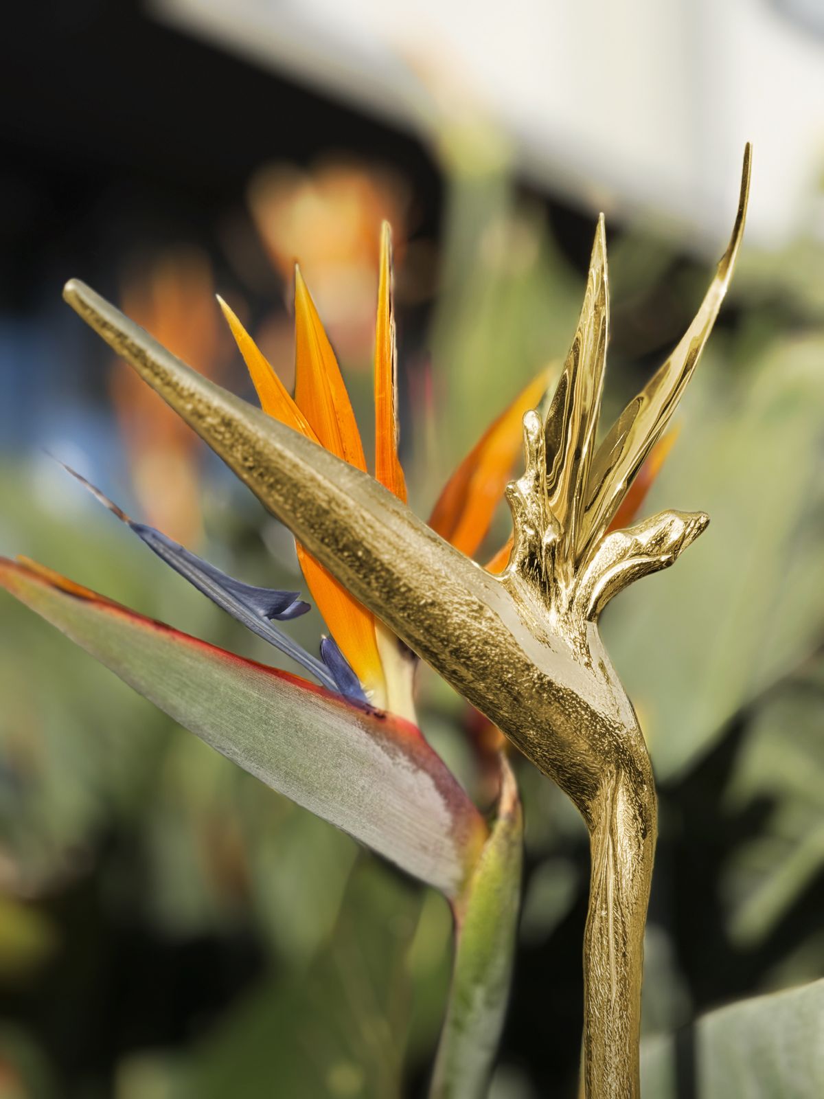 Discover Strelitzia: A Perfect Spring Design for Seasonal Magazines